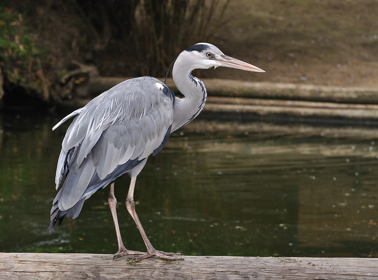 Ardea cinerea