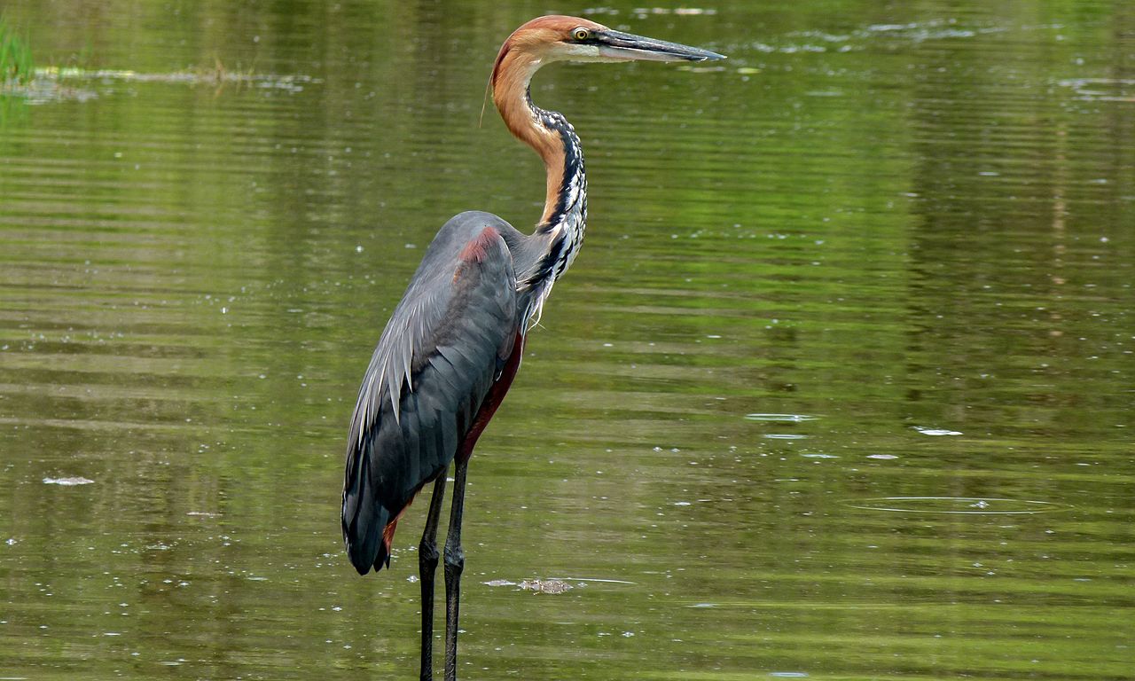 Ardea goliath