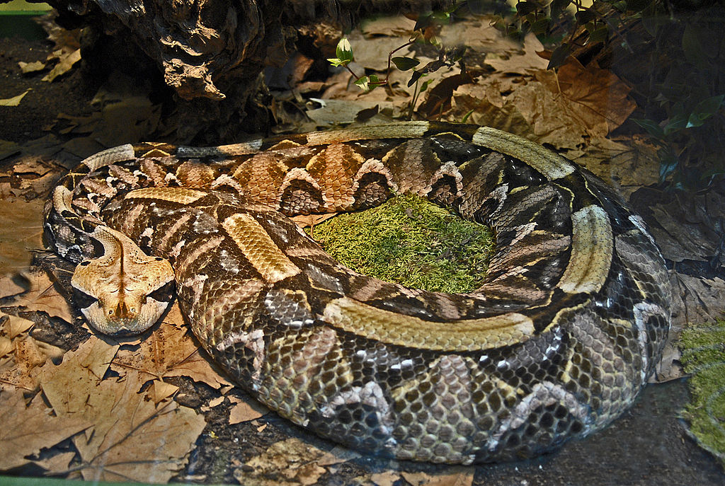 Bitis gabonicus