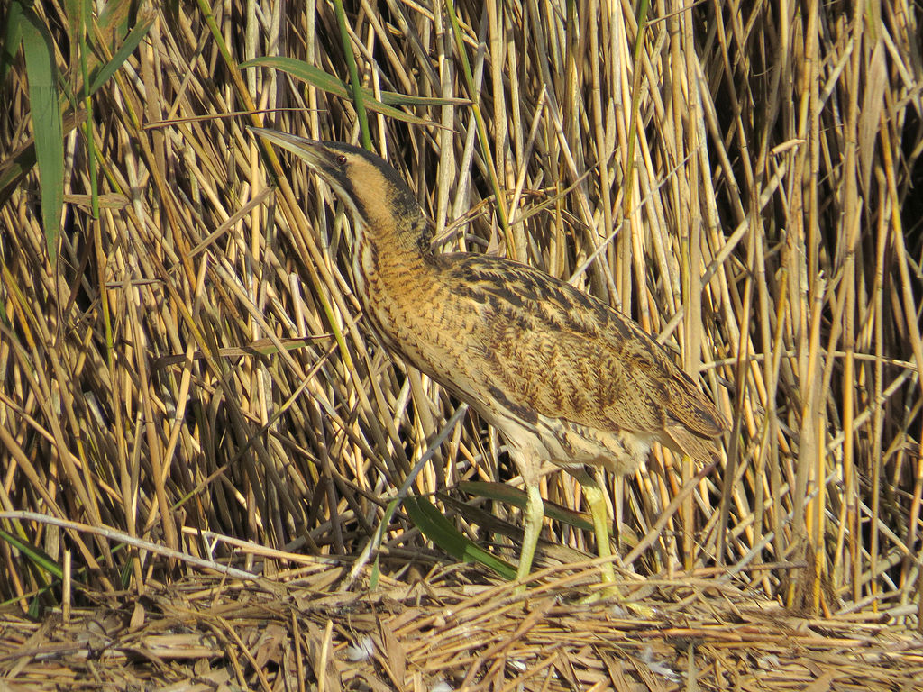 Botaurus stellaris