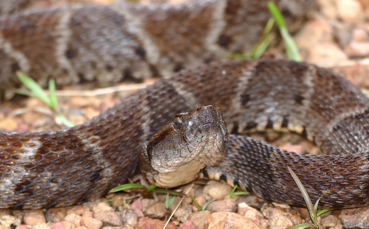 Bothrops atrox