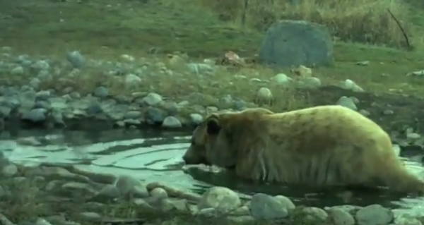 Brutus se balaceste in apa unui rau in rezervatia unde traieste