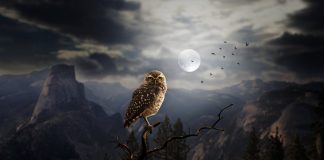 Bufnita – simbol mitologic Bufnita