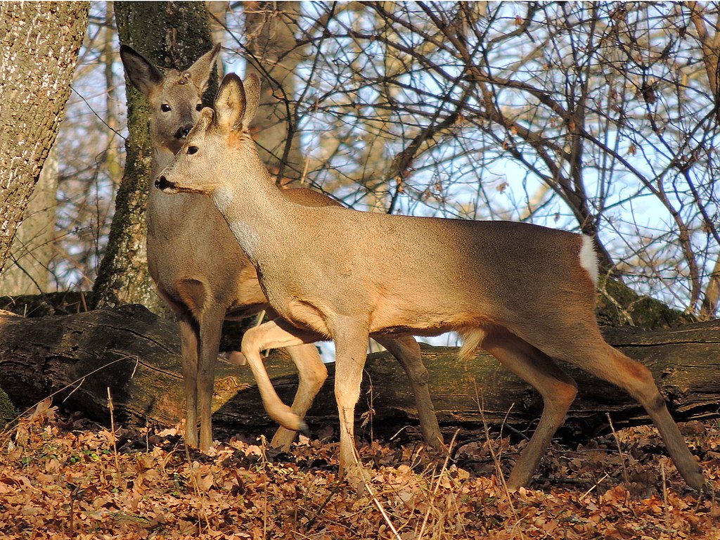 Capreolus capreolus