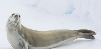 Care sunt cele mai interesante specii de mamifere marine