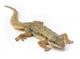 Care sunt cele mai interesante specii de sopârle Gecko