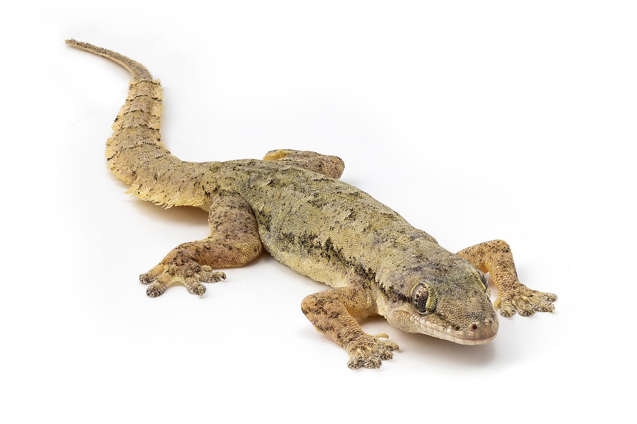 Care sunt cele mai interesante specii de sopârle Gecko