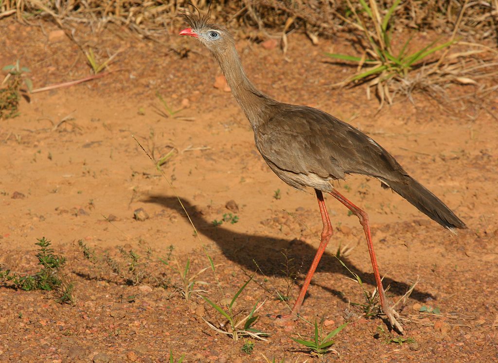 Cariama cristatus.