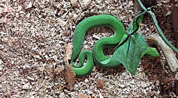 Vipera verde, specia Causus resimus