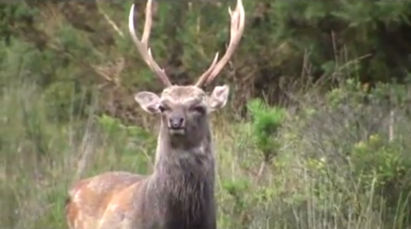 Cerbul Sika