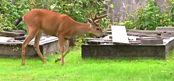 Cerbul cu coada neagra, specia Odocoileus columbianus