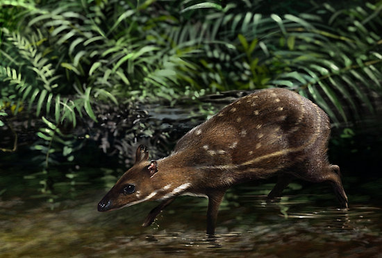 Cerbul moscat de apa (Hyemoschus aquaticus)