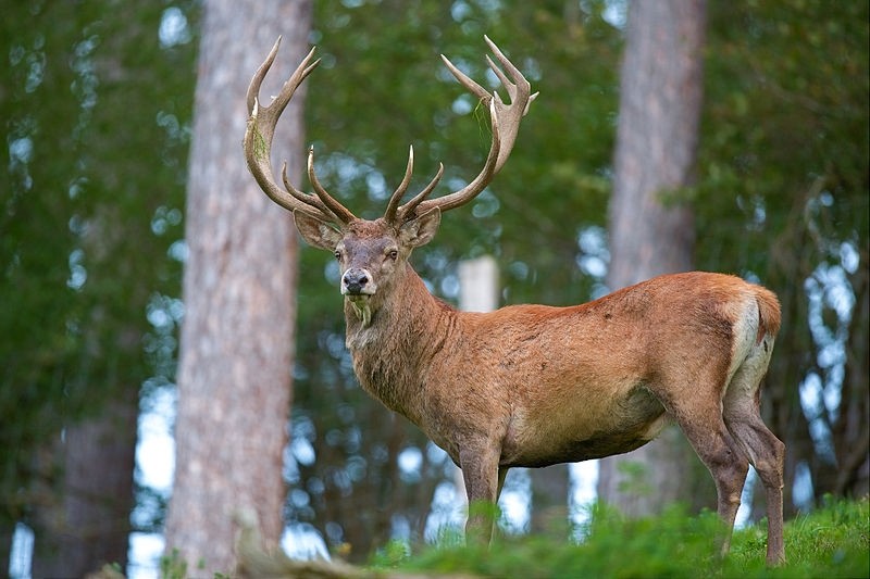 Cerbul rosu (Cervus elaphus)
