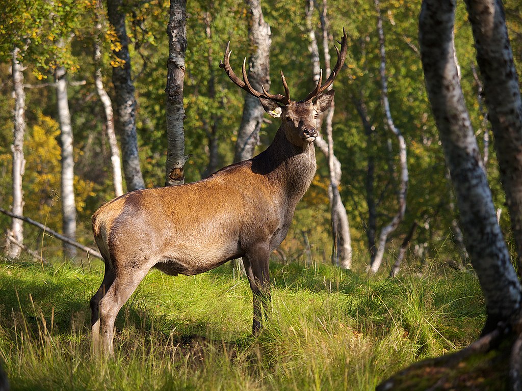 Cervus elaphus