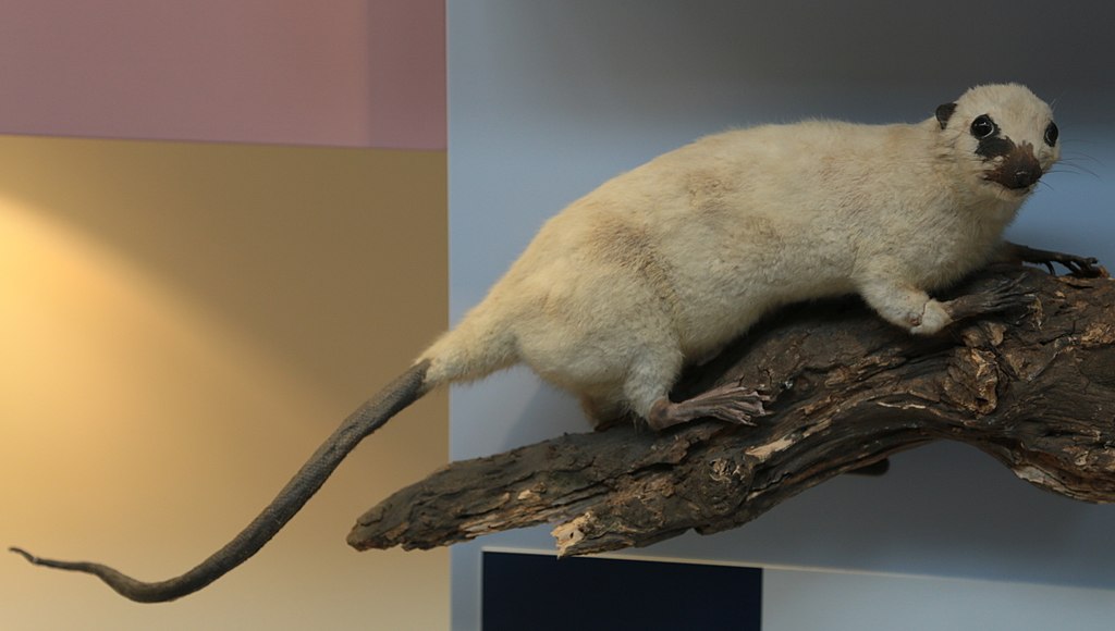 Chironectes minimus