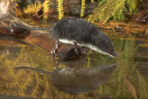 Chitcanul de apa tibetan (Nectogale elegans), Foto: taxondiversity.fieldofscience.com