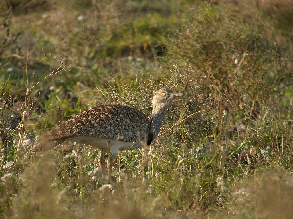 Chlamydotis undulata