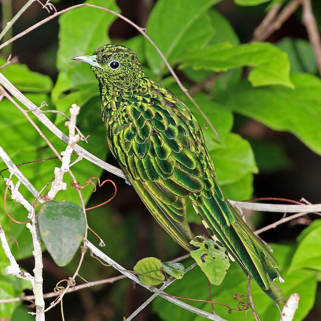 Chrysococcux cupreus