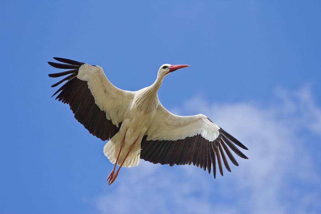 Ciconia ciconia