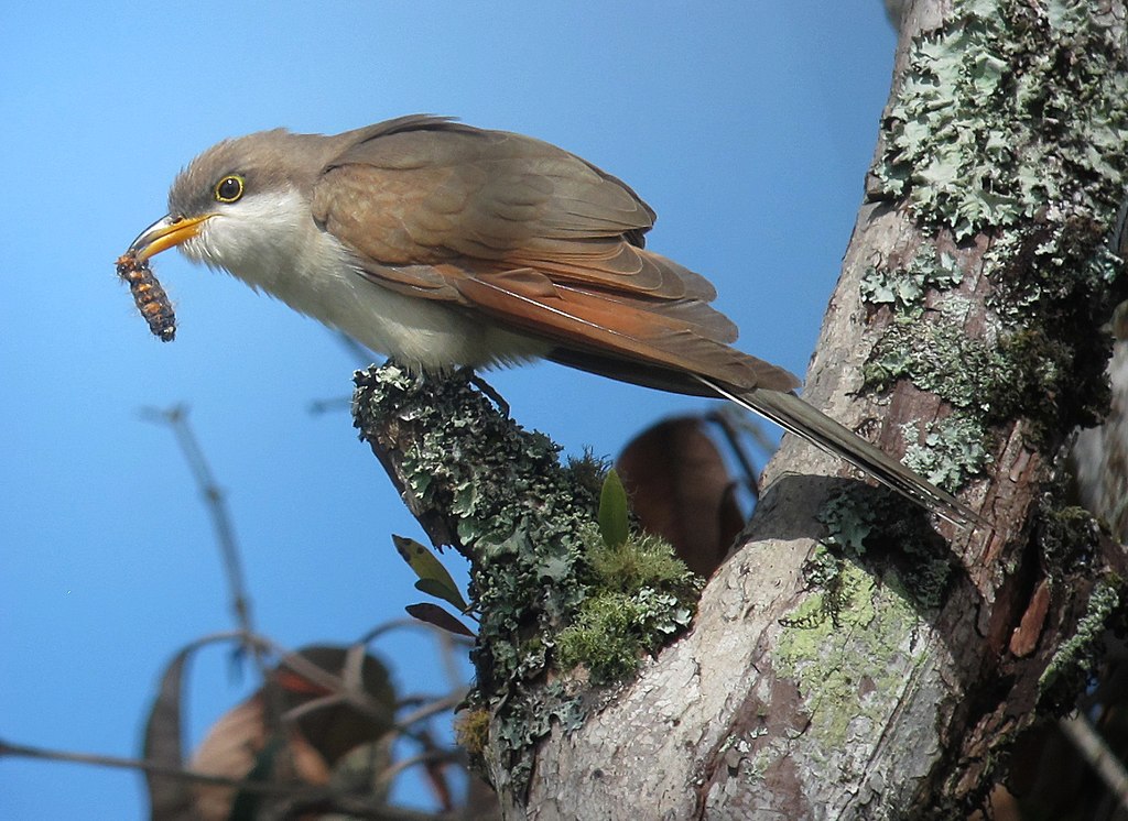 Coccoyzus americanus