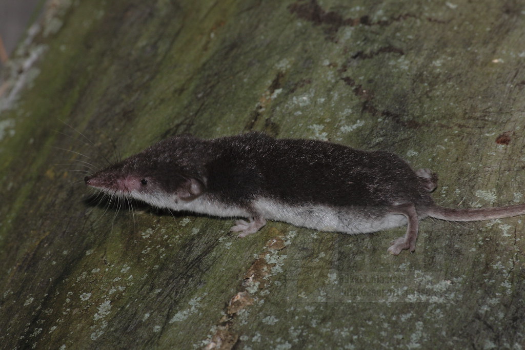 Crocidura leucodon