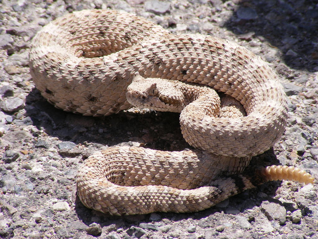 Crotalus cerastes