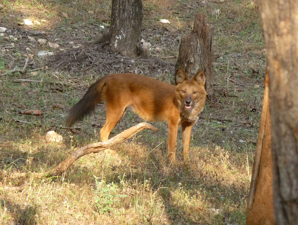 Cuon alpinus