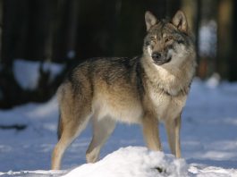 Descoperă cele mai interesante specii de mamifere carnivore din familia câinilor și specii înrudite