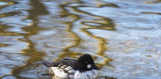 Cele mai cunoscute specii de păsări de apă din întreaga lume Descoperă cele mai cunoscute specii de păsări de apă