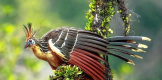 Descoperă cele mai fascinante specii de cuci din întreaga lume Descoperă specii de cuci din toată lumea și specii asemănătoare acestora