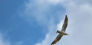 Descoperă cele mai spectaculoase specii de pescăruși din lume Descoperă specii de pescăruși care te vor impresiona