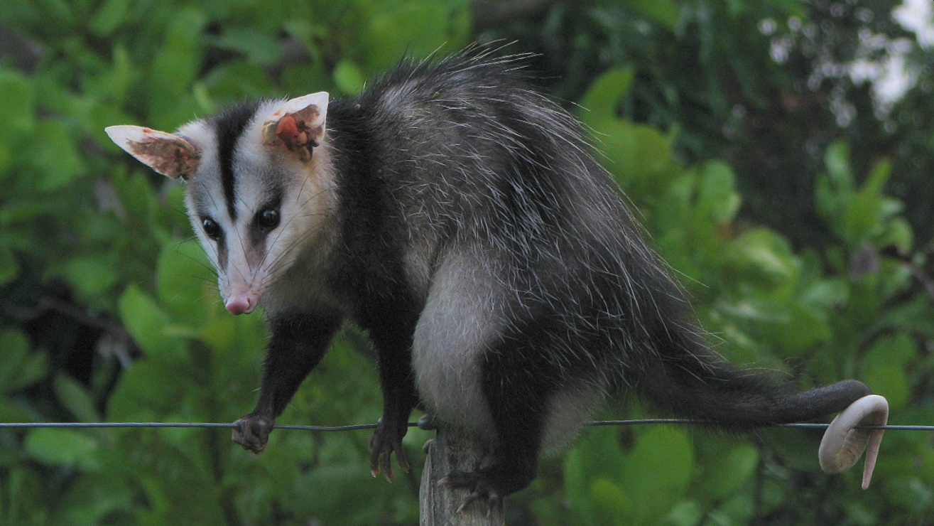 Didelphis albiventris