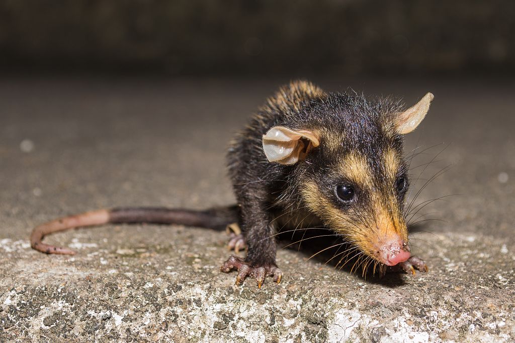 Didelphis marsupialis