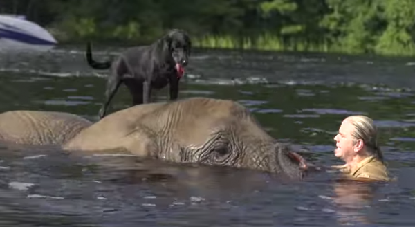 Elefantul Bubbles si cainele labrador Bella