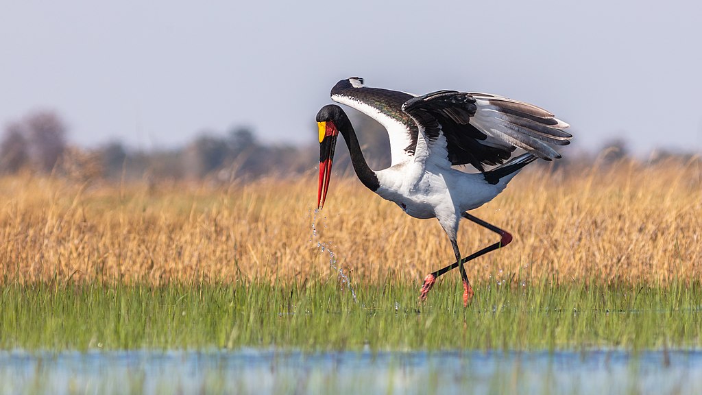 Ephippiorhynchus senegalensis