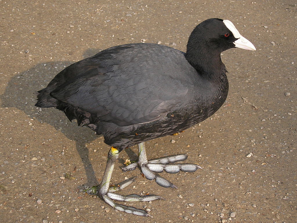 Fulica atra