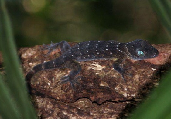 Gecko stentor