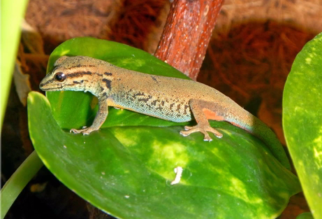 Specia Lepidodactylus 