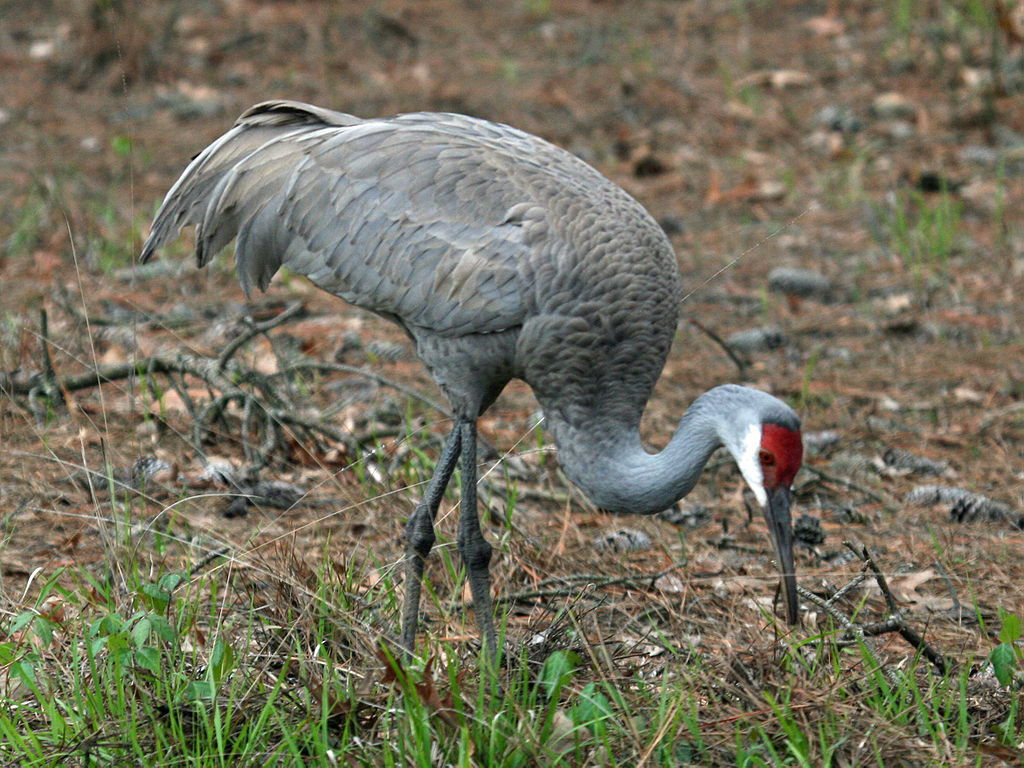 Grus canadensis