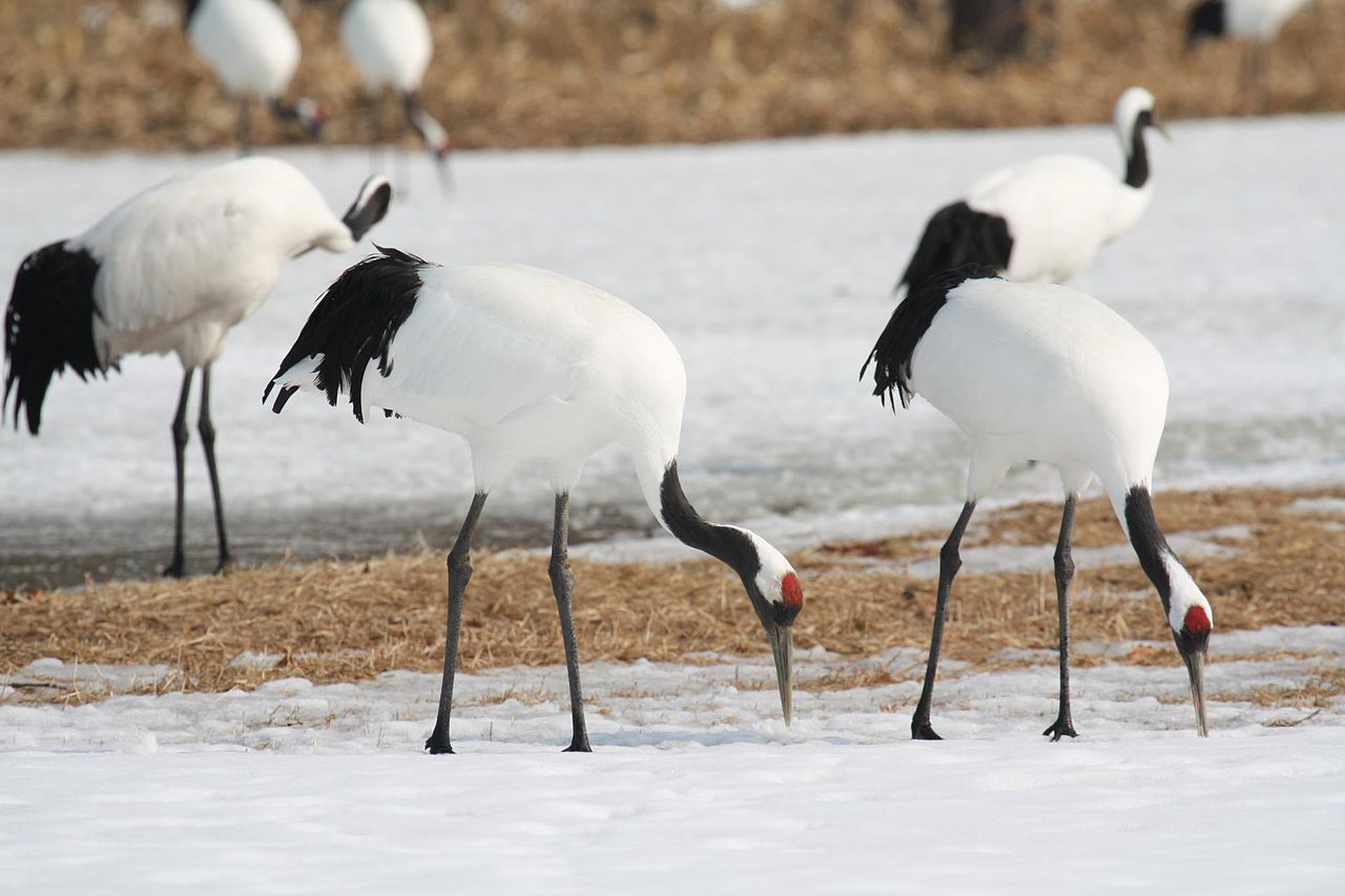 Grus japonensis