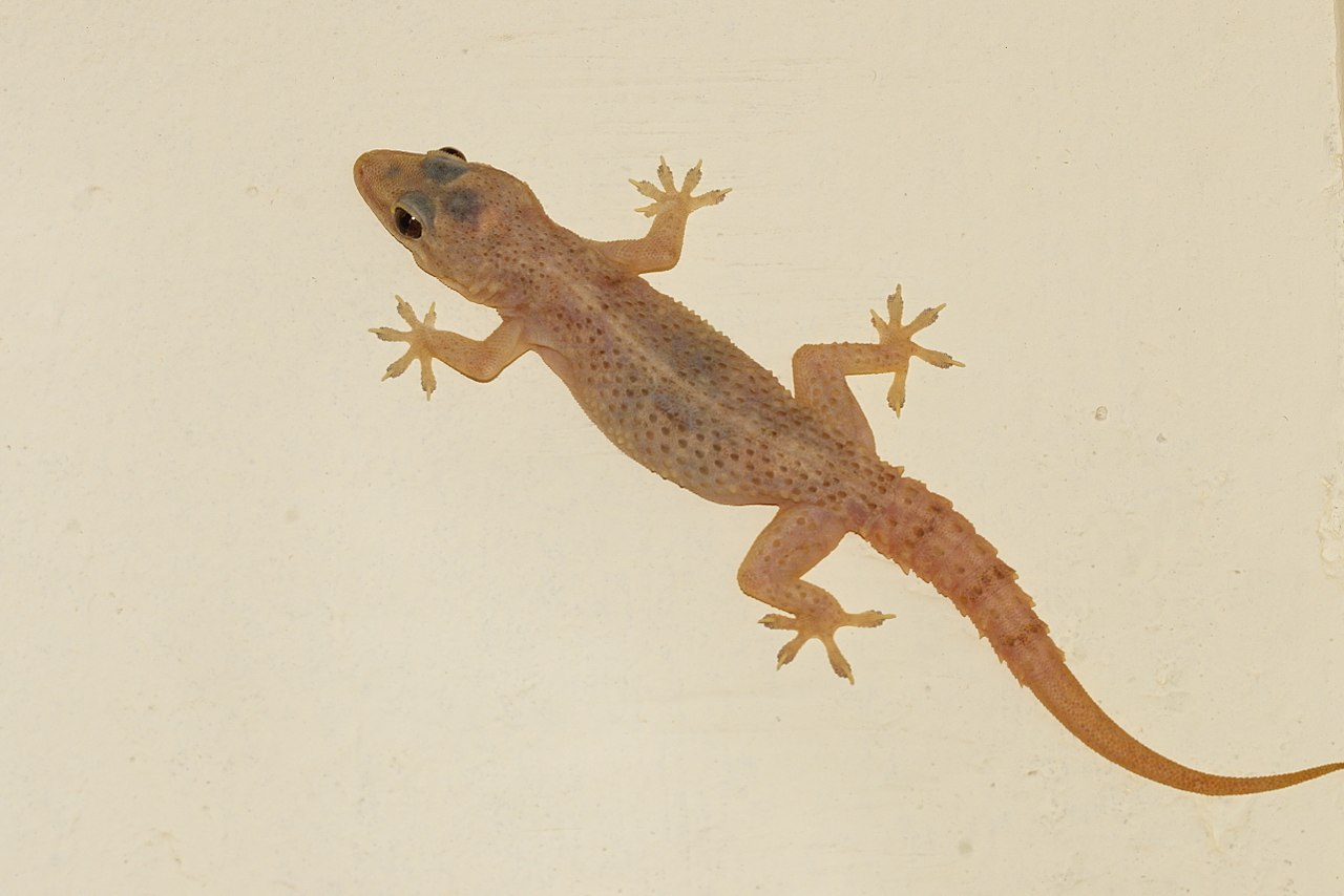 Hemidactylus frenatus