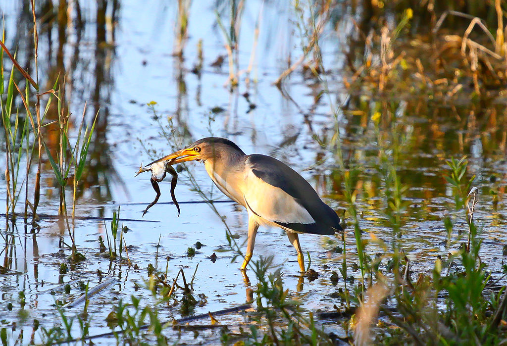 Ixobrychus minutus