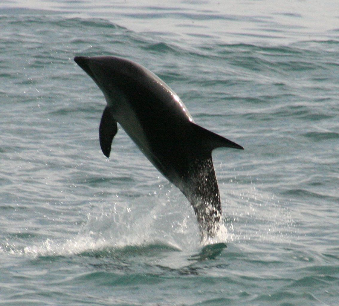 Lagenorhynchus obscurus