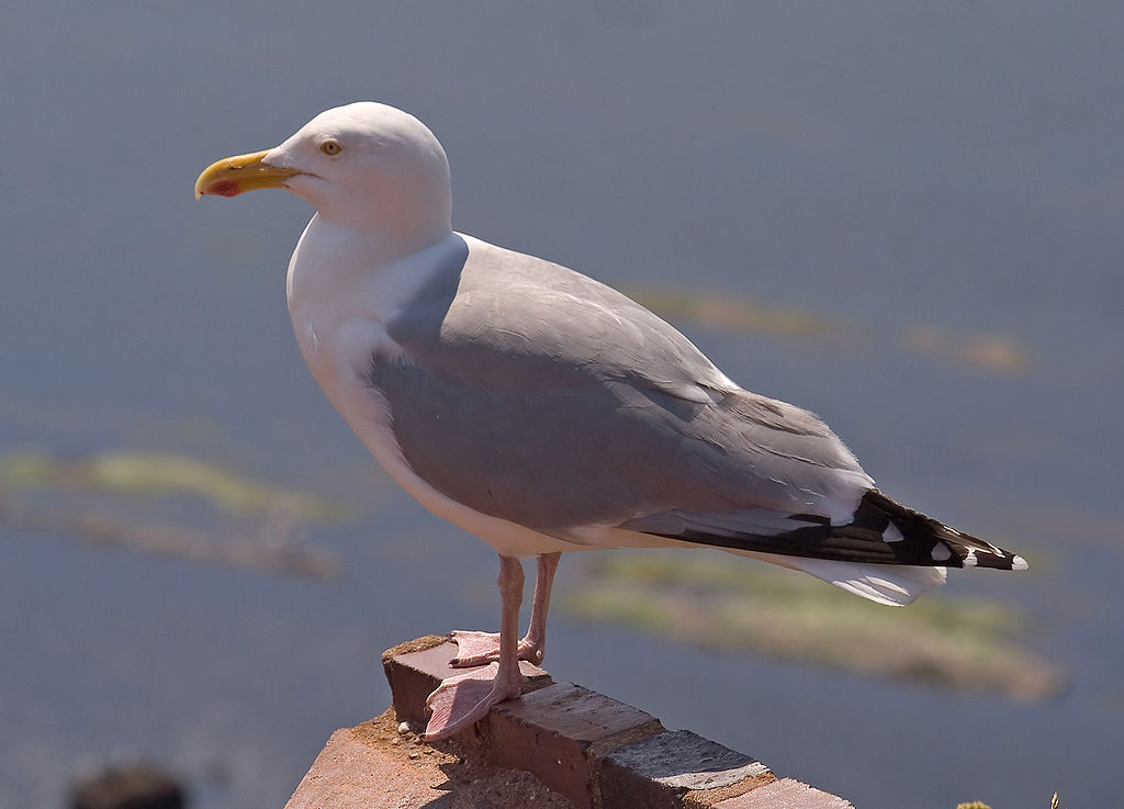 Larus argentatus