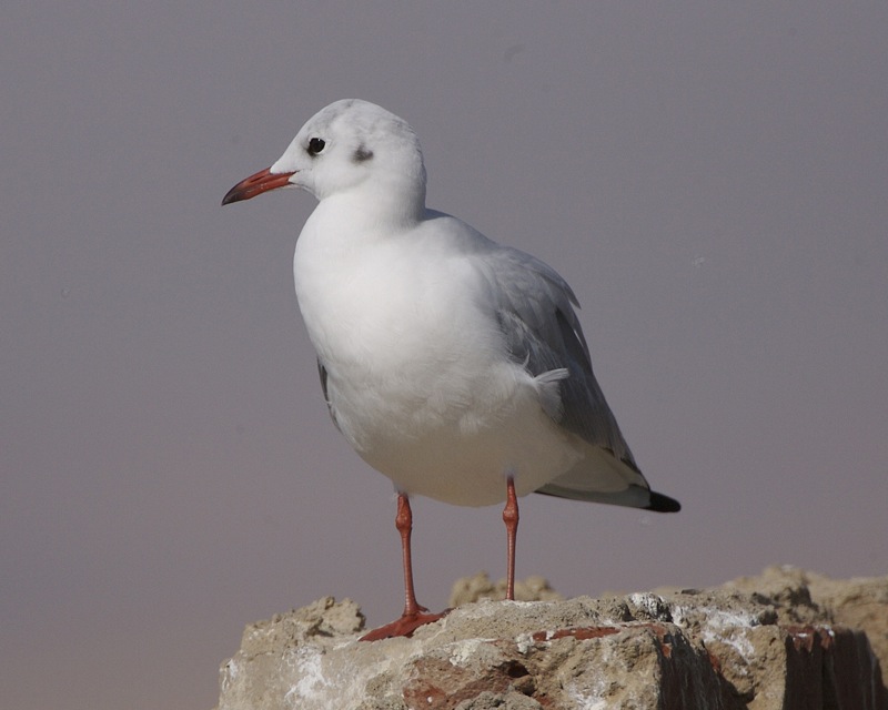 Larus genei