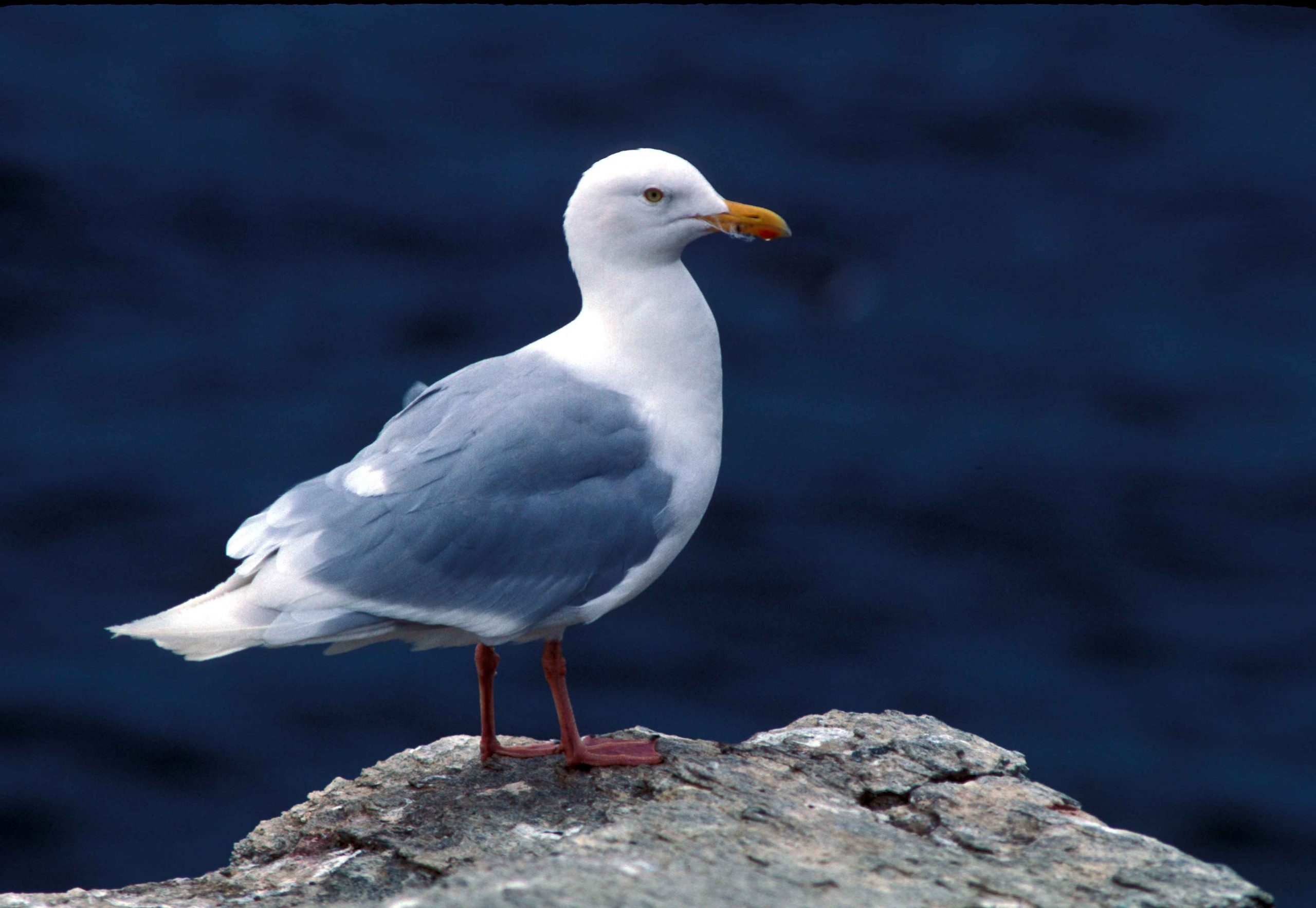 Larus hiperboreus