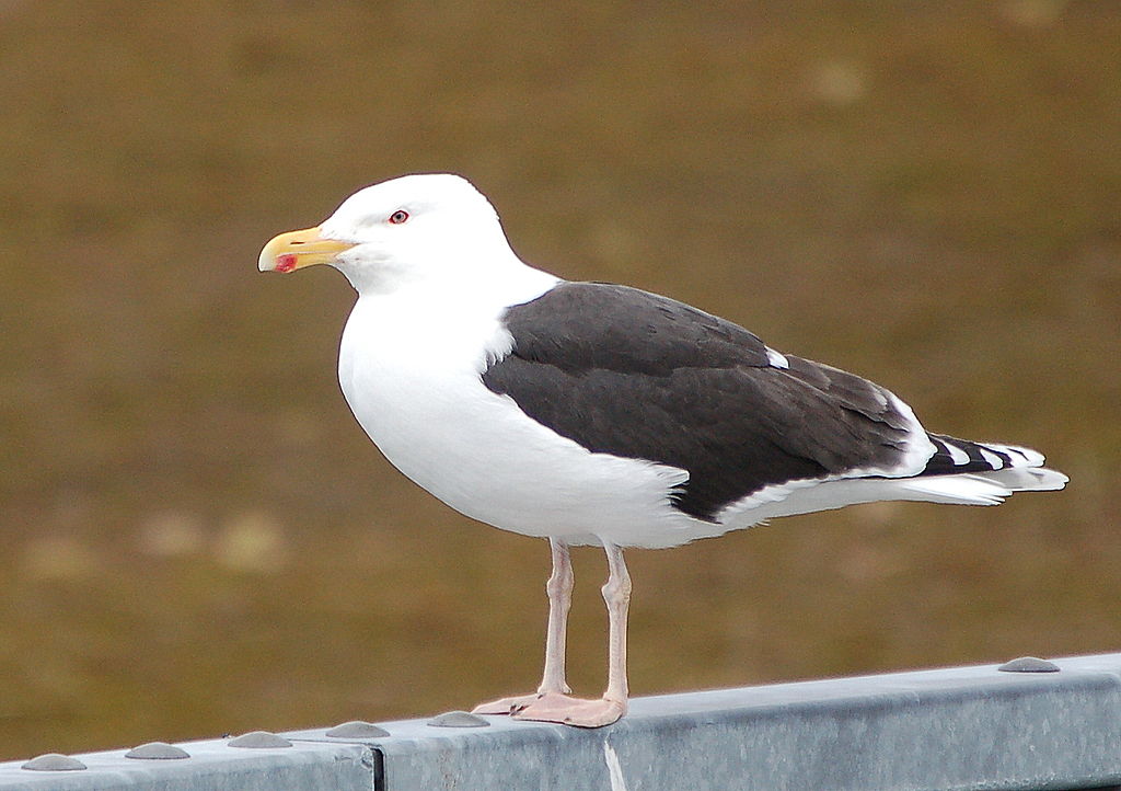 Larus marinus