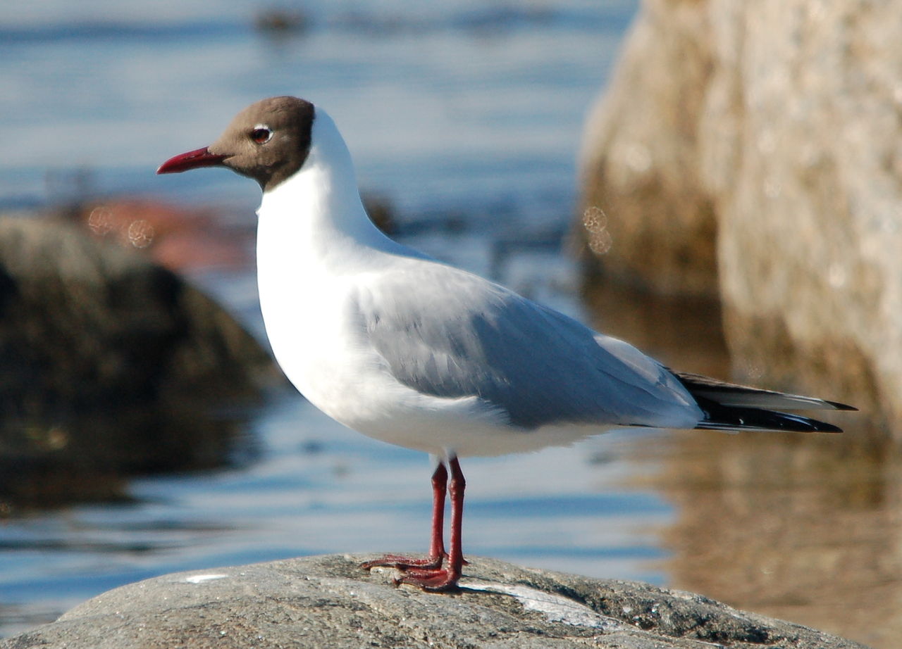 Larus ridibundus