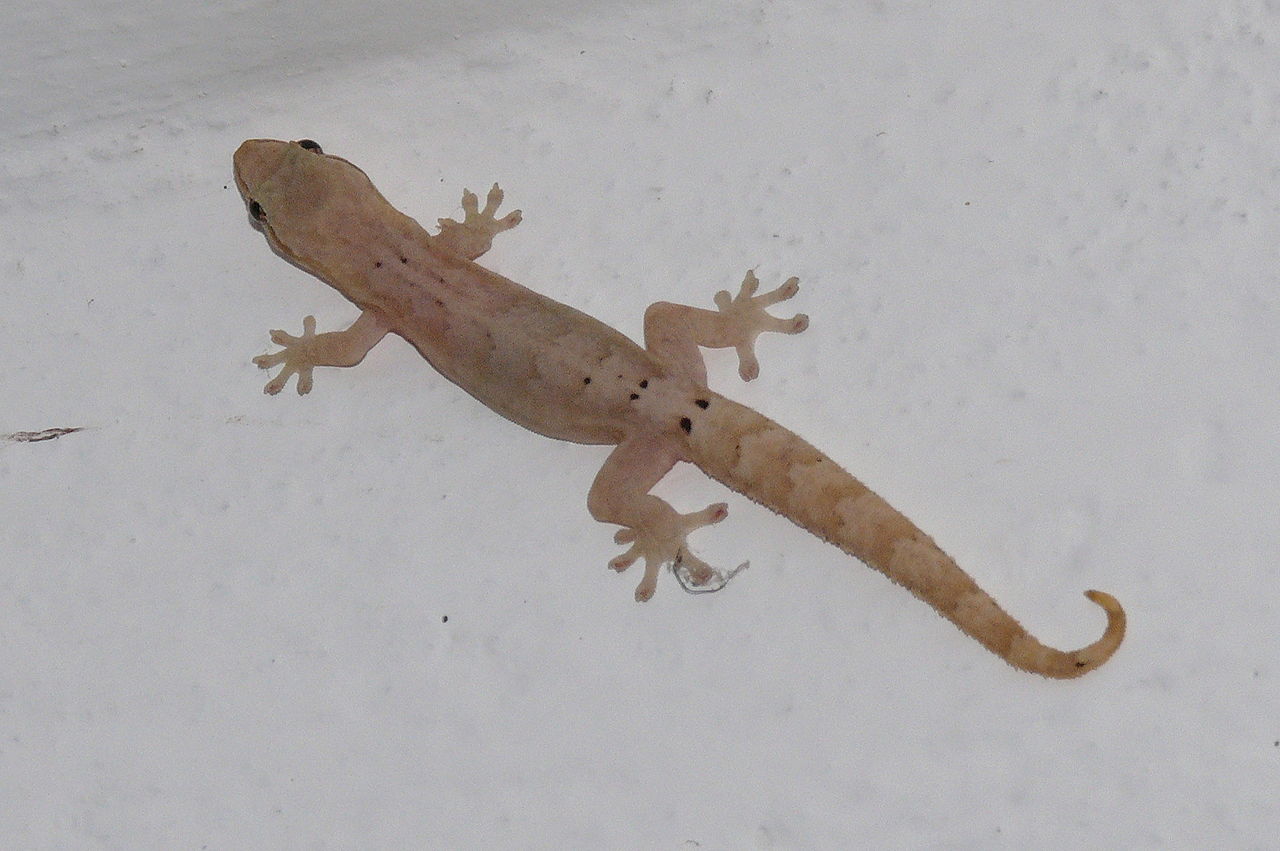 Lepidodactylus lugubris