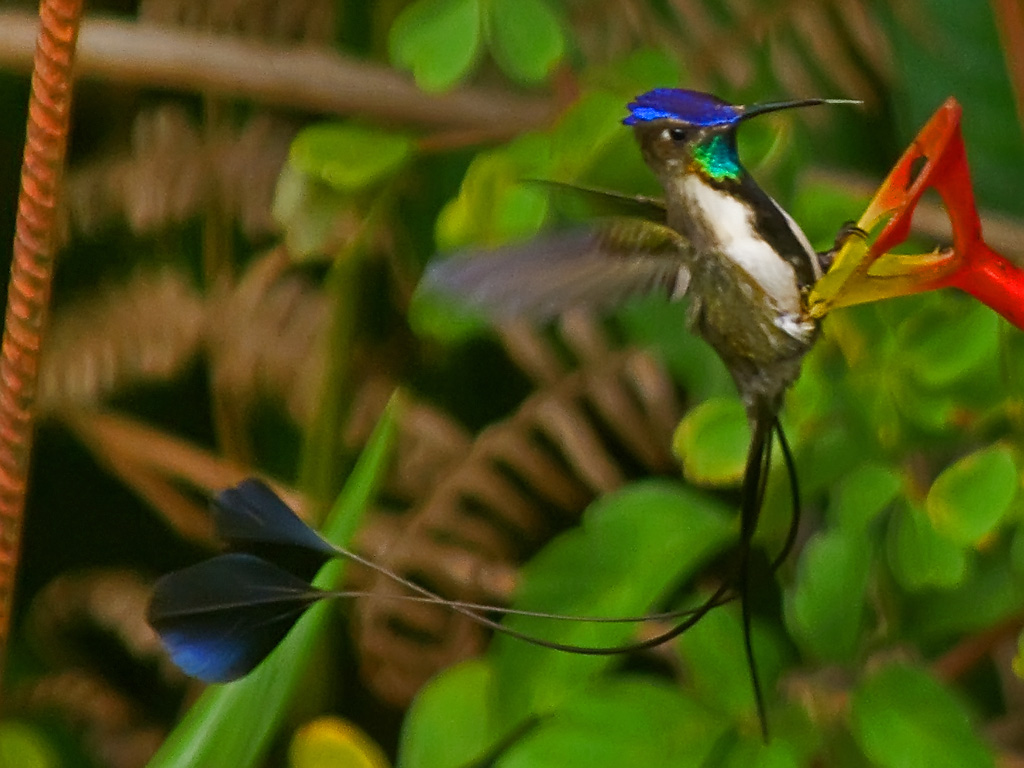 Loddigesia mirabilis